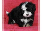 Aussie-Poo PUPPY FOR SALE ADN-389067 - Mini Aussiedoodle For Sale OH Female Lula