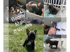 French Bulldog PUPPY FOR SALE ADN-389092 - 8 Week old Frenchie