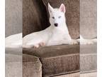 Siberian Husky PUPPY FOR SALE ADN-389224 - White husky