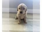 Golden Retriever PUPPY FOR SALE ADN-389313 - Male Golden Retriever Pup