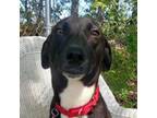 Adopt Winston (Vermont Home Only- Heartworm Positive) A Mixed Breed