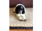 Adopt Joey - IN VERMONT a Standard Poodle