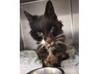 Adopt Freddie - FOUND - Very Poor Condition a Tuxedo, Domestic Long Hair
