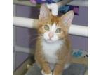 Adopt Bart - Feisty and Cute a Tabby, Domestic Short Hair