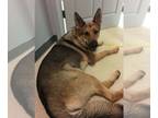 German Shepherd Dog DOG FOR ADOPTION ADN-389132 - Natalia Full Bred German
