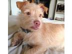 Adopt Billy a Wirehaired Terrier