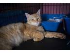 Adopt Amazing & Awesome Adorable Ali a Domestic Short Hair, Tabby