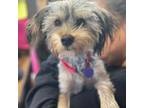 Adopt Pluto a Yorkshire Terrier, Poodle