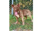 Adopt Roscoe a Cattle Dog, Terrier