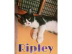 Adopt Ripley a Domestic Short Hair, Tuxedo