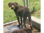 Adopt Chloe a Labrador Retriever, Coonhound