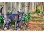 Adopt Crowley a German Shepherd Dog, Australian Cattle Dog / Blue Heeler