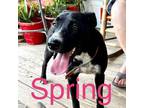 Adopt Spring a Australian Cattle Dog / Blue Heeler, Labrador Retriever