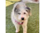 Adopt Rosie a Wheaten Terrier, Yorkshire Terrier