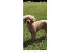 Is A Four Year Old Mini Poodle He Is A Breeder Surrender He Is Neutered And Is Up To Date On All Vaccinations Working On Potty Training He Is Crate Tr