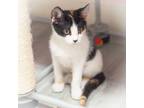 Adopt Analise a Calico