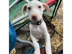 Adopt Piglet a Mixed Breed