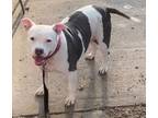 Adopt Polly a Pit Bull Terrier