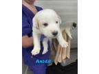 Adopt Aaden a Great Pyrenees