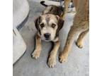 Adopt Clyde a Border Terrier, Irish Wolfhound