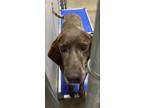 Adopt Scar a German Shorthaired Pointer