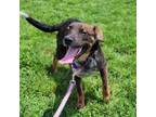 Adopt Indy a Mixed Breed