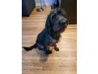 Adopt Bailey a Giant Schnauzer, Mixed Breed