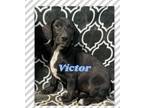 Adopt Victor a Basset Hound