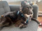 Adopt Howie a Border Collie