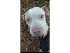 Adopt Strawberry a Pit Bull Terrier
