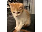 Adopt Gino a Domestic Shorthair / Mixed (short coat) cat in Alpharetta