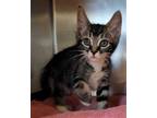 Adopt COLONEL SANDERS a Brown Tabby Domestic Shorthair / Mixed (short coat) cat