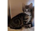 Adopt DRUMSTICK a Brown Tabby Domestic Shorthair / Mixed (short coat) cat in