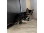 Adopt ROTISSERIE CHICKEN a Brown Tabby Domestic Shorthair / Mixed (short coat)