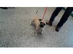 Adopt AMELIA a Tan/Yellow/Fawn Pug / Mixed dog in San Bernardino, CA (34725410)