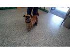 Adopt AVA a Brown/Chocolate Pug / Mixed dog in San Bernardino, CA (34725406)