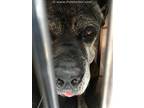 Adopt 1148134 a Brindle Cane Corso / Mixed dog in Dallas, TX (34725402)