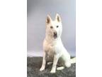Adopt DELILAH A White Husky  Mixed Dog In Bakersfield CA 34725388

Spayedneutered