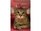 Adopt Treyton a Domestic Shorthair / Mixed cat in Lincoln, NE (34725315)