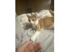 Adopt Remy a Orange or Red Domestic Shorthair (short coat) cat in Hahira