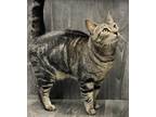 Adopt Sassy a Brown Tabby Domestic Shorthair (short coat) cat in Benbrook
