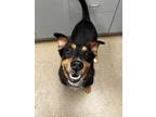 Adopt Max a Black Fox Terrier (Smooth) / Mixed dog in Palm Coast, FL (34723795)