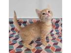 Adopt 655286 A Orange Or Red Domestic Shorthair  Domestic Shorthair  Mixed Cat In Bakersfield CA 34725216

Spayedneutered