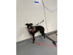 Adopt Boo a Black Labrador Retriever / Mixed dog in Daytona Beach, FL (34725206)