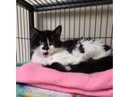 Adopt Emmeline a All Black Domestic Longhair / Domestic Shorthair / Mixed cat in