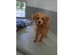 Adopt Alicia a Red/Golden/Orange/Chestnut Poodle (Standard) / Mixed dog in