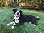 Adopt Rocky a Black - with White Greater Swiss Mountain Dog / Mixed dog in East