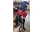 Adopt Maverick a Gray/Silver/Salt & Pepper - with White Black Mouth Cur / Mixed