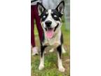 Adopt Victor a Black Husky / Mixed dog in Belmont, NY (34724971)
