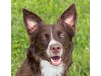 Adopt Emma a Brown/Chocolate Border Collie / Australian Shepherd / Mixed dog in